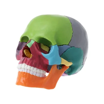 15 шт./компл. Модель черепа в разобранном виде, Цветная Анатомическая модель черепа, Съемный учебный инструмент